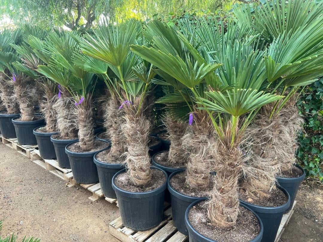 Trachycarpus Wagnerianus 45L