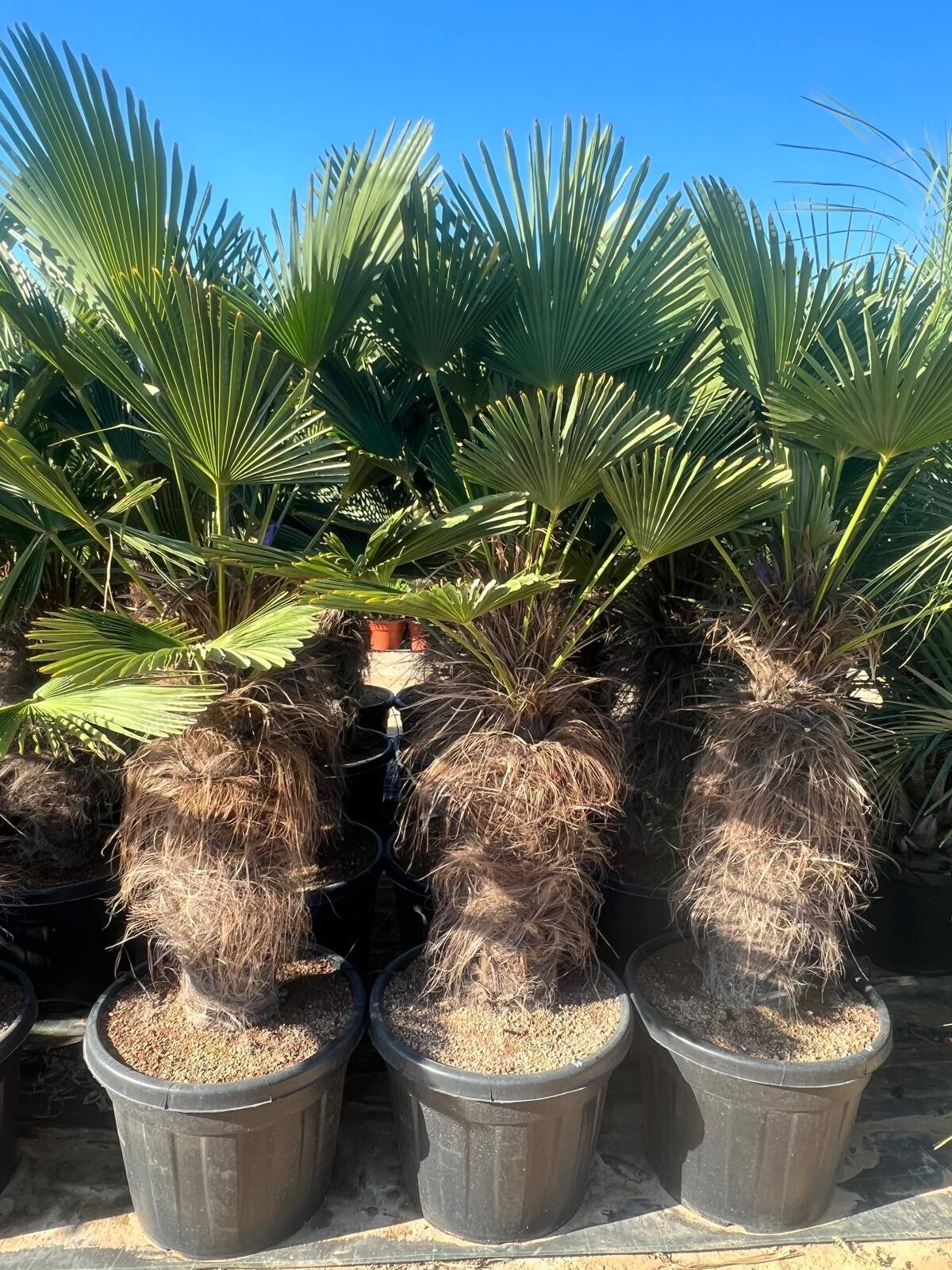 Trachycarpus Wagnerianus 70L