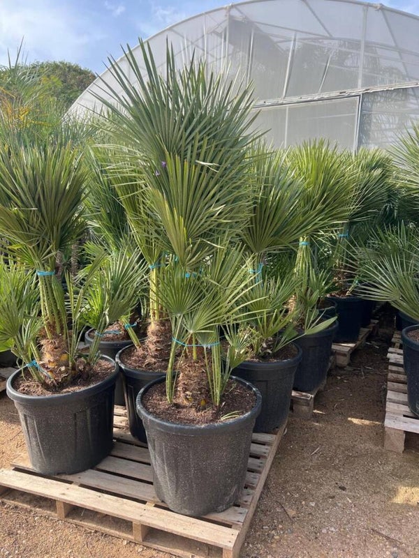 Chamaerops Humilis 55L