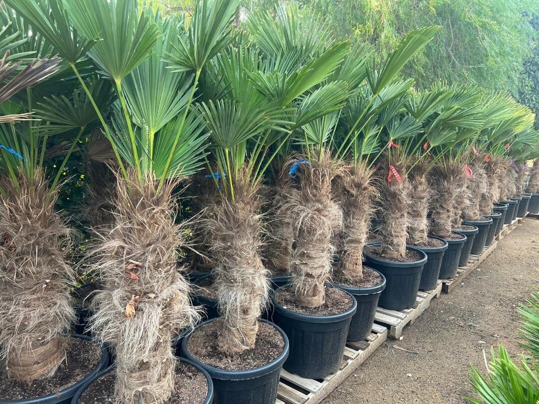 Trachycarpus Wagnerianus 55L