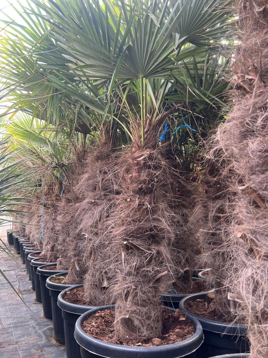Trachycarpus Fortunei 70L