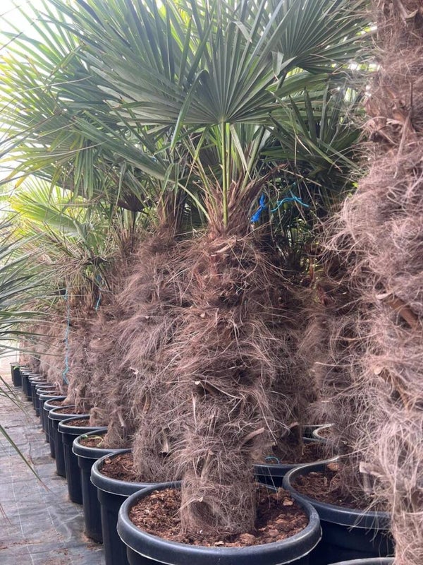 Trachycarpus Fortunei 70L