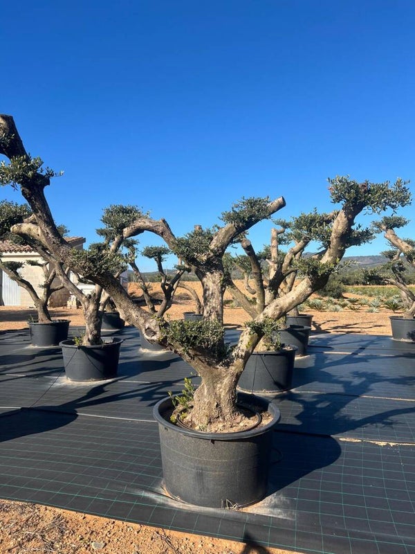Olea Europaea 280L (Japanese)