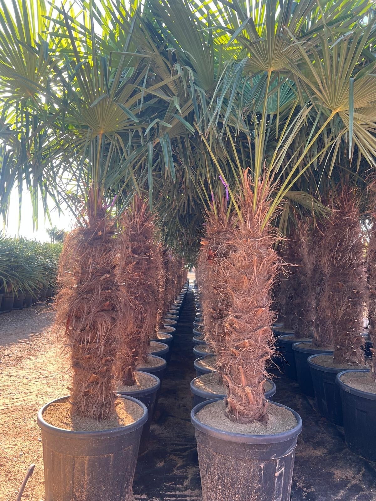 Trachycarpus Fortunei 90L