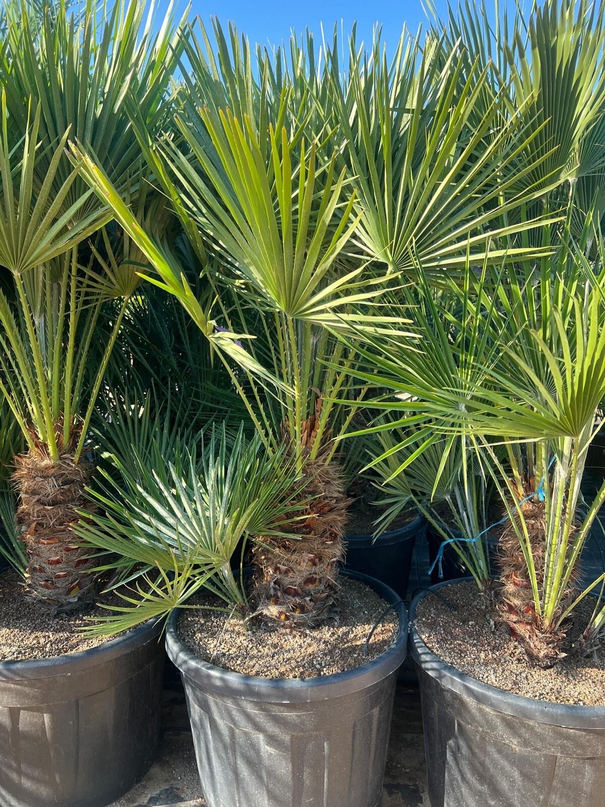 Chamaerops Humilis 70L