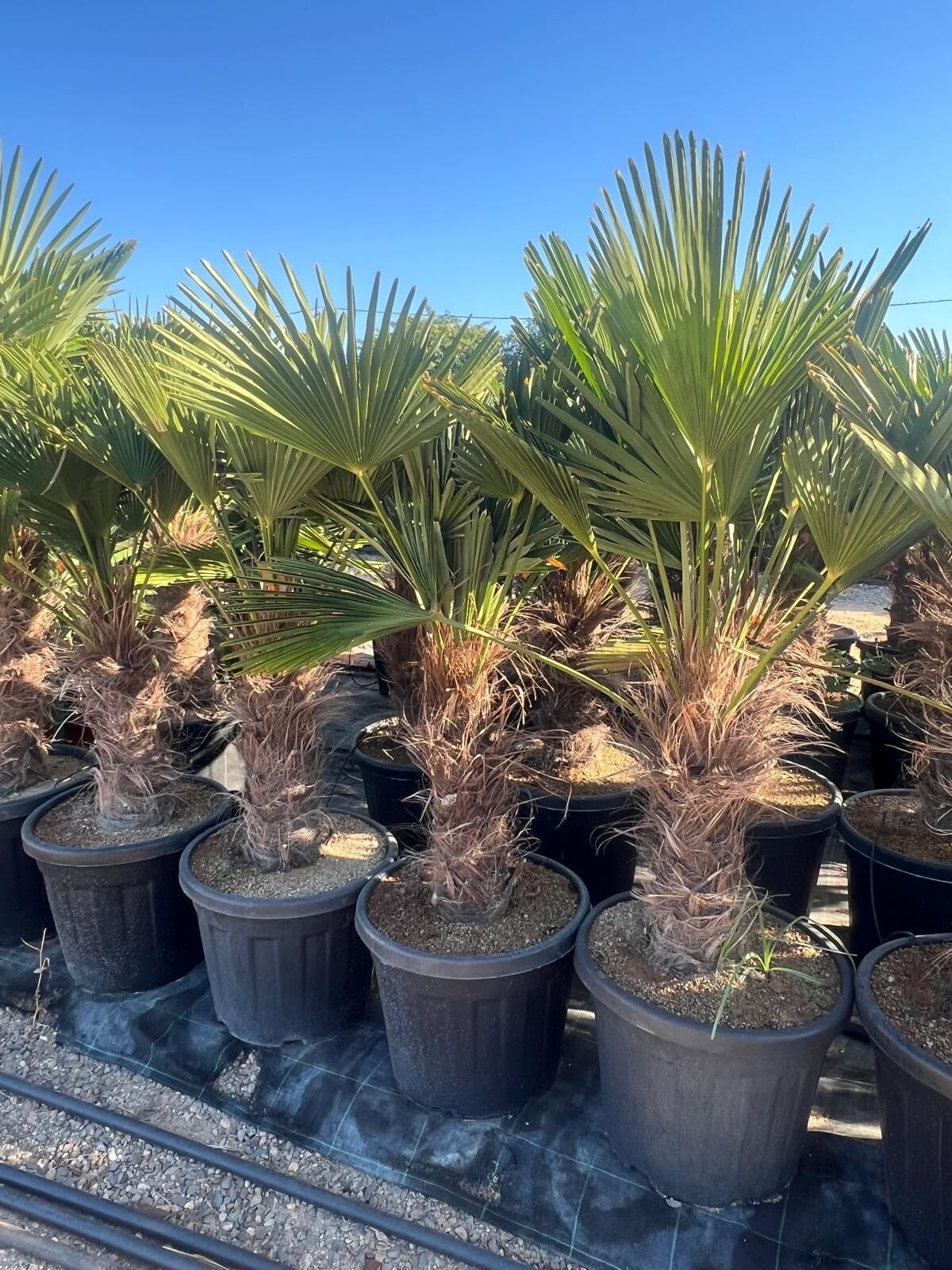 Trachycarpus Wagnerianus 35L