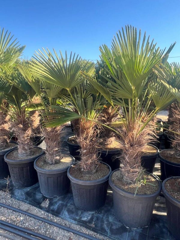 Trachycarpus Wagnerianus 35L
