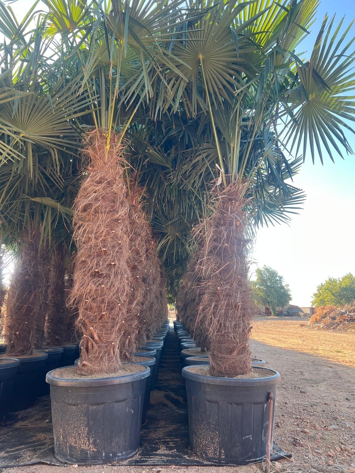 Trachycarpus Fortunei 110L
