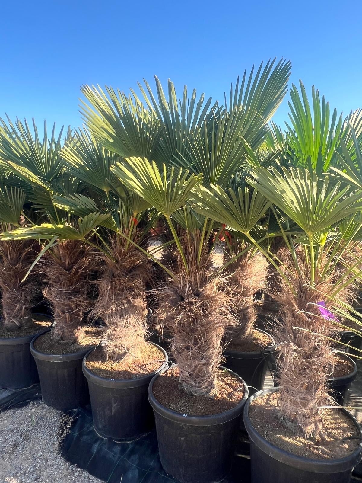 Trachycarpus Wagnerianus 55L