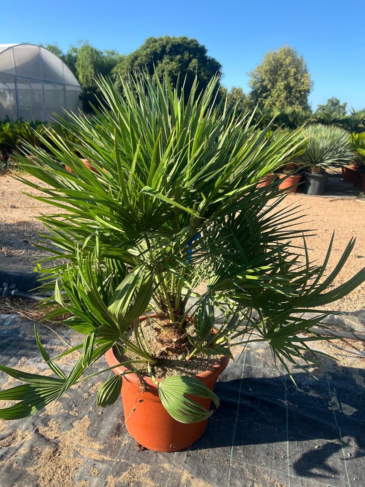 Chamaerops Humilis 15L