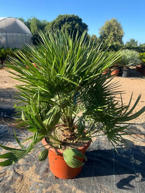 Chamaerops Humilis 15L