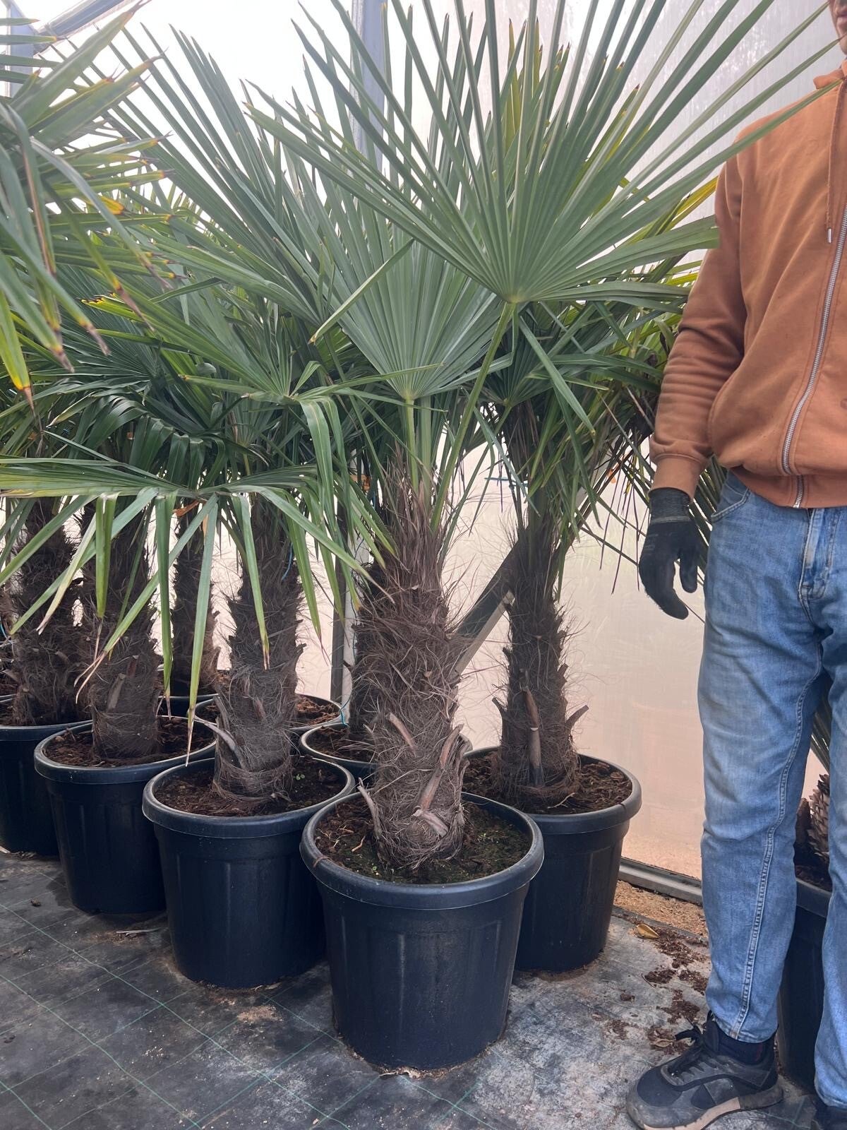 Trachycarpus Fortunei 35L