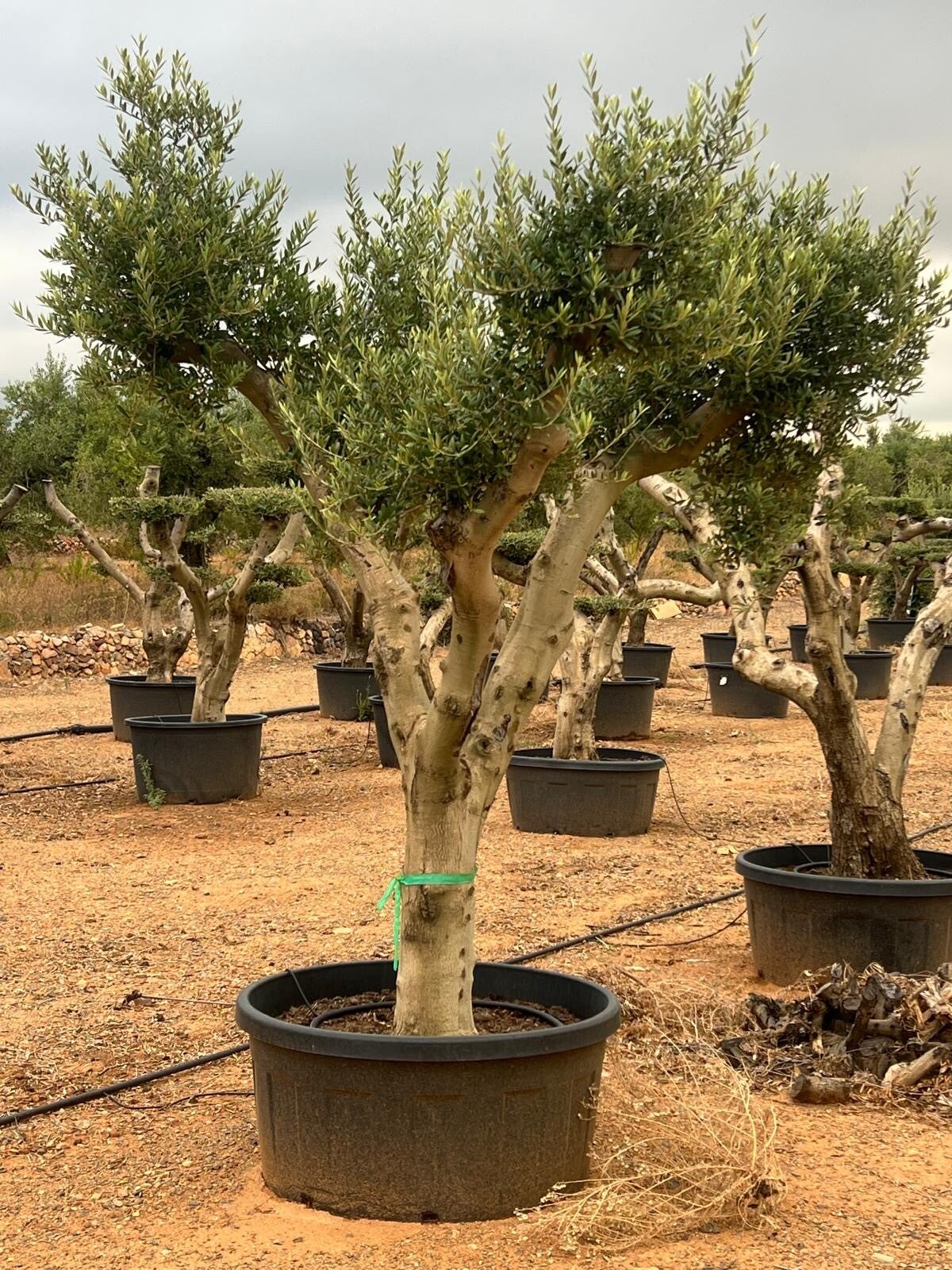 Olea Europaea 240L