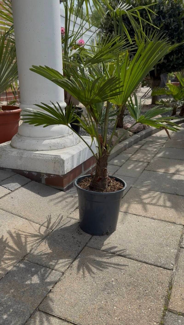 Trachycarpus Wagnerianus „Bonsai“