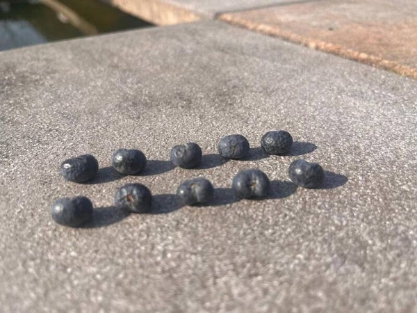 10 Samen Trachycarpus Fortunei