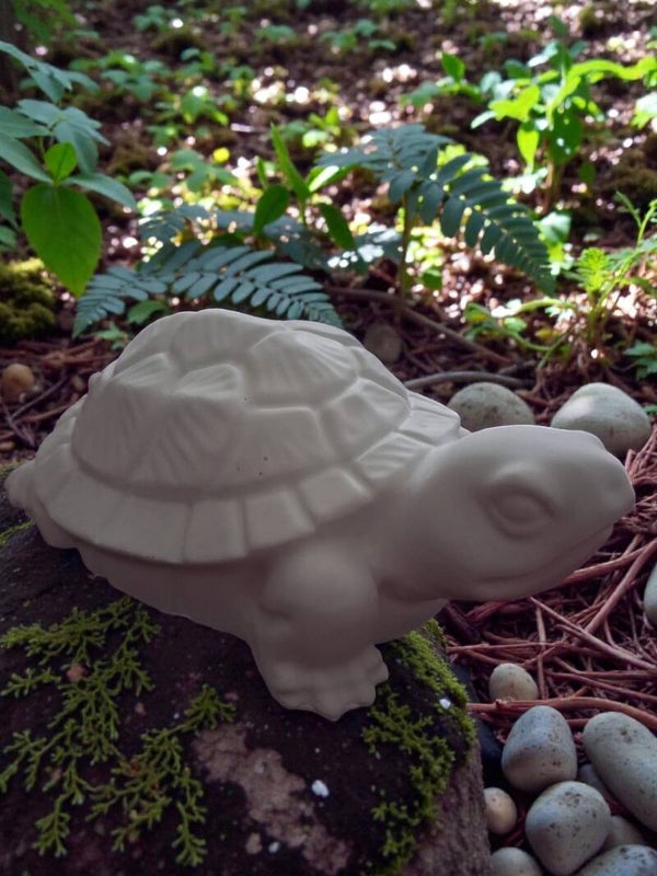 Tortue - Mémoire du Monde
