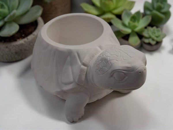 Tortue – Gardienne paisible