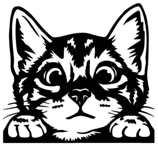 Coucou le chat