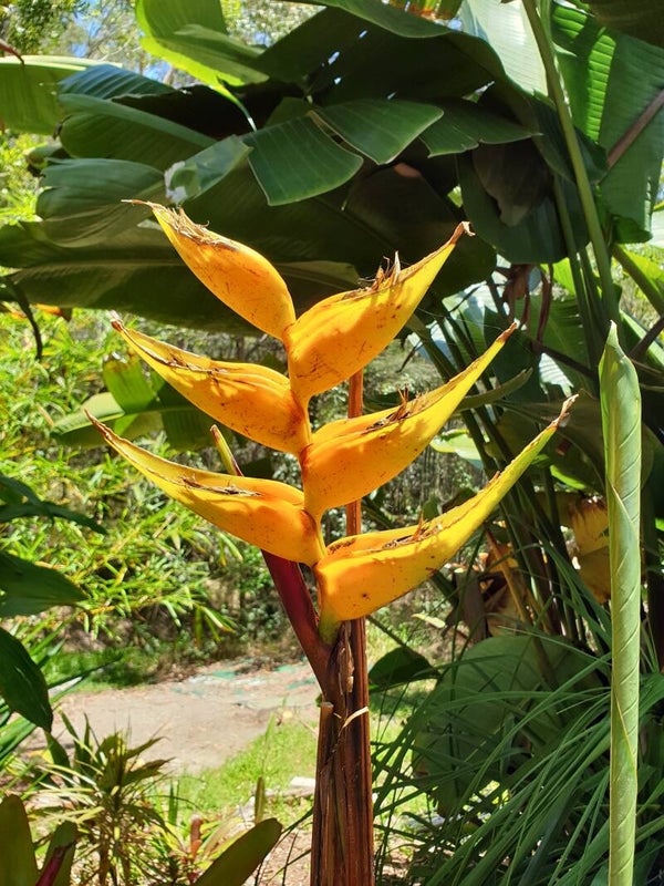 Yellow Dancer Heliconia