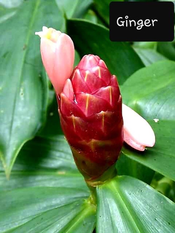 Indian Head Ginger