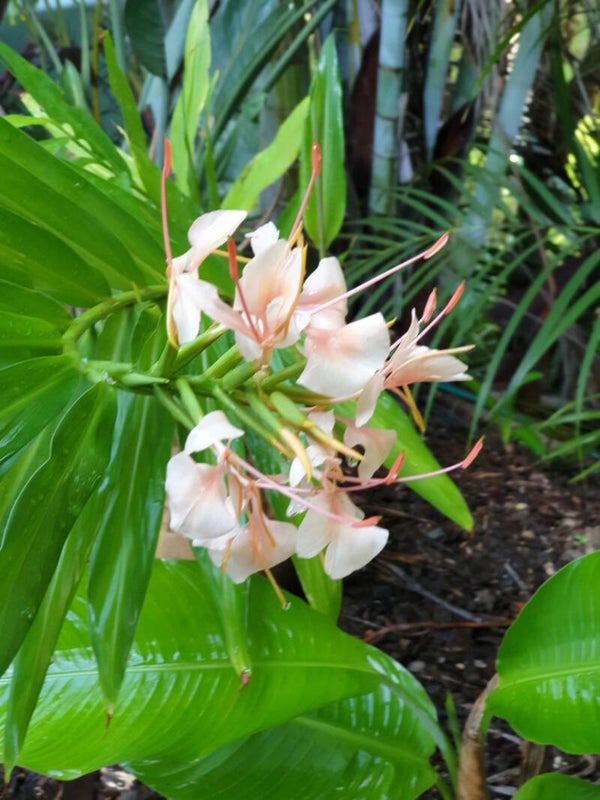 Apricot Ginger