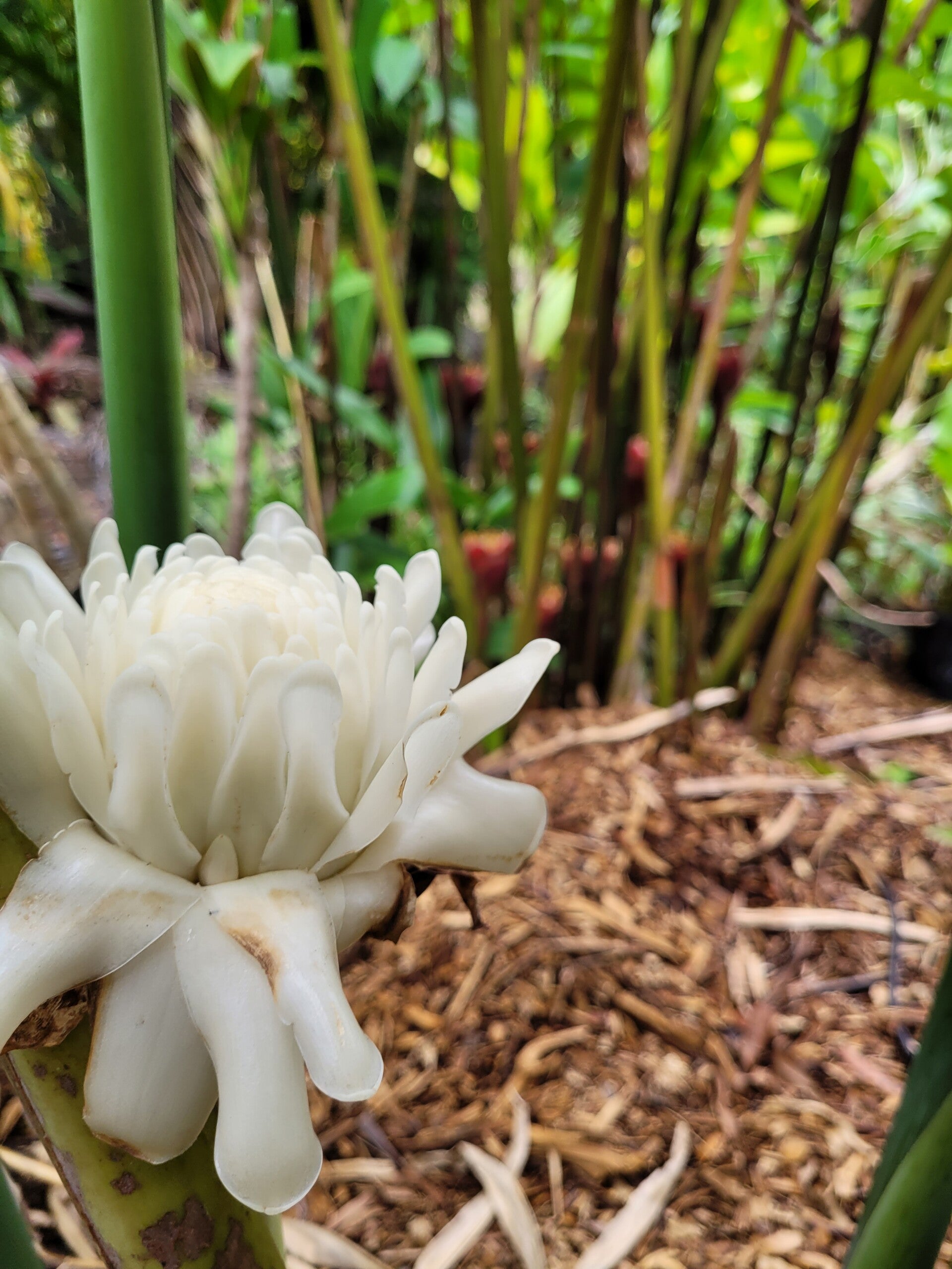 White Torch Ginger
