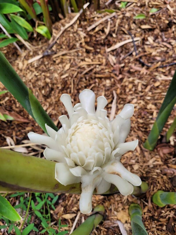 White Torch Ginger
