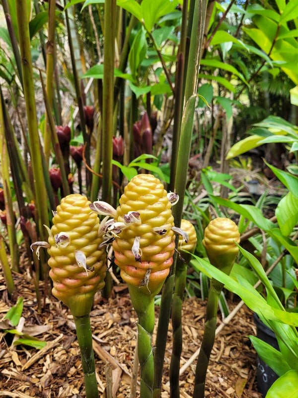 Beehive Gingerrs