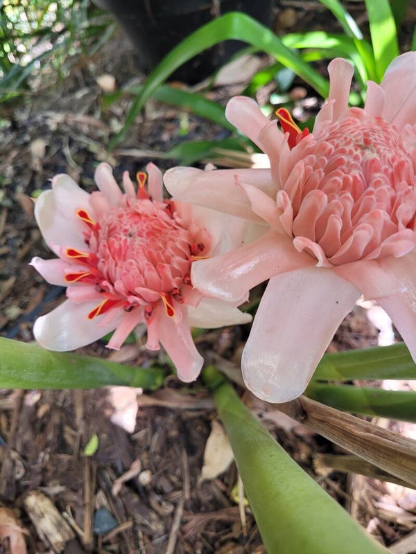 Torch Ginger