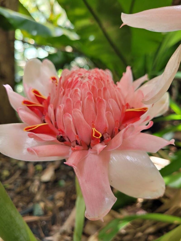 Torch Ginger Pink