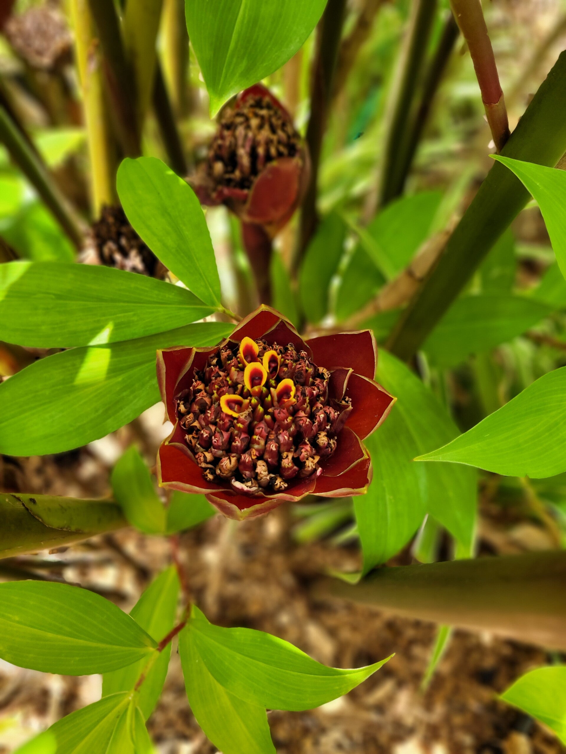 Black Tulip Ginger