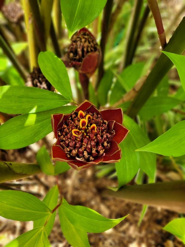 Black Tulip Ginger