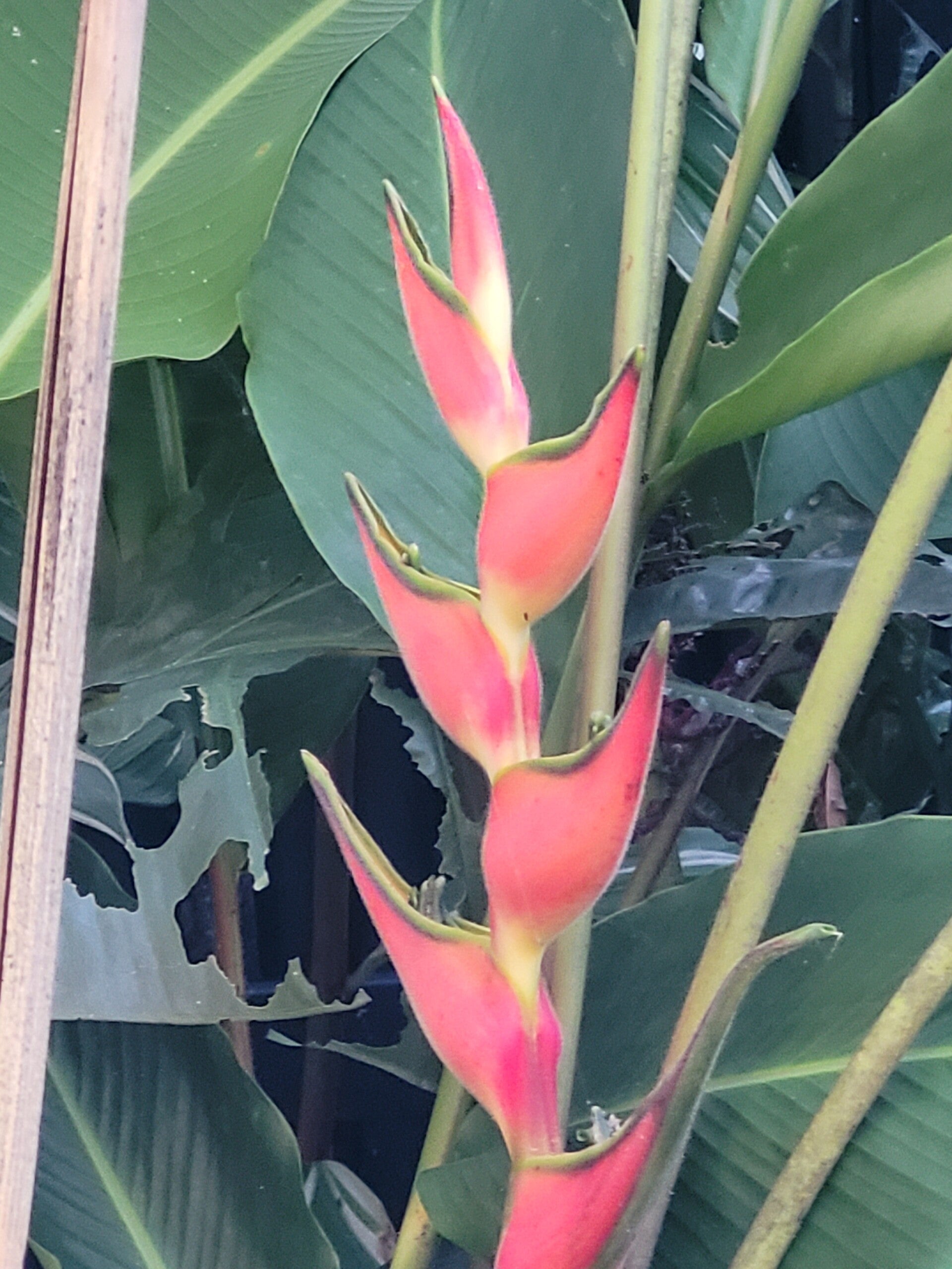 Pink Eden