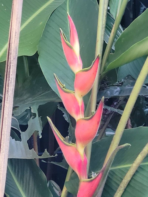 Pink Eden