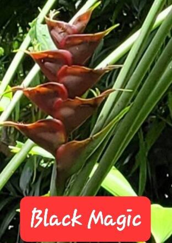 Black Magic Heliconia