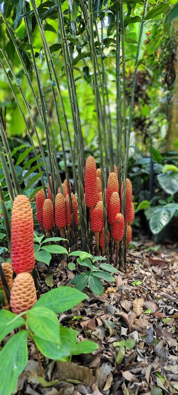 Beehive Ginger Singapore Gold