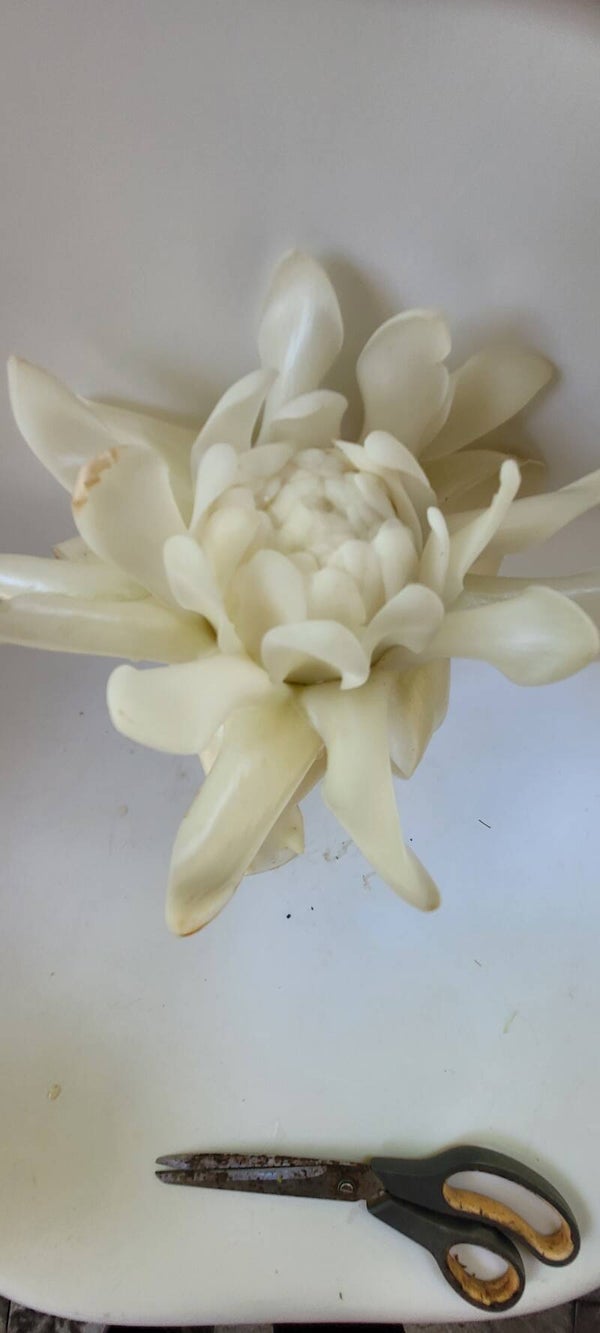 White Torch Ginger