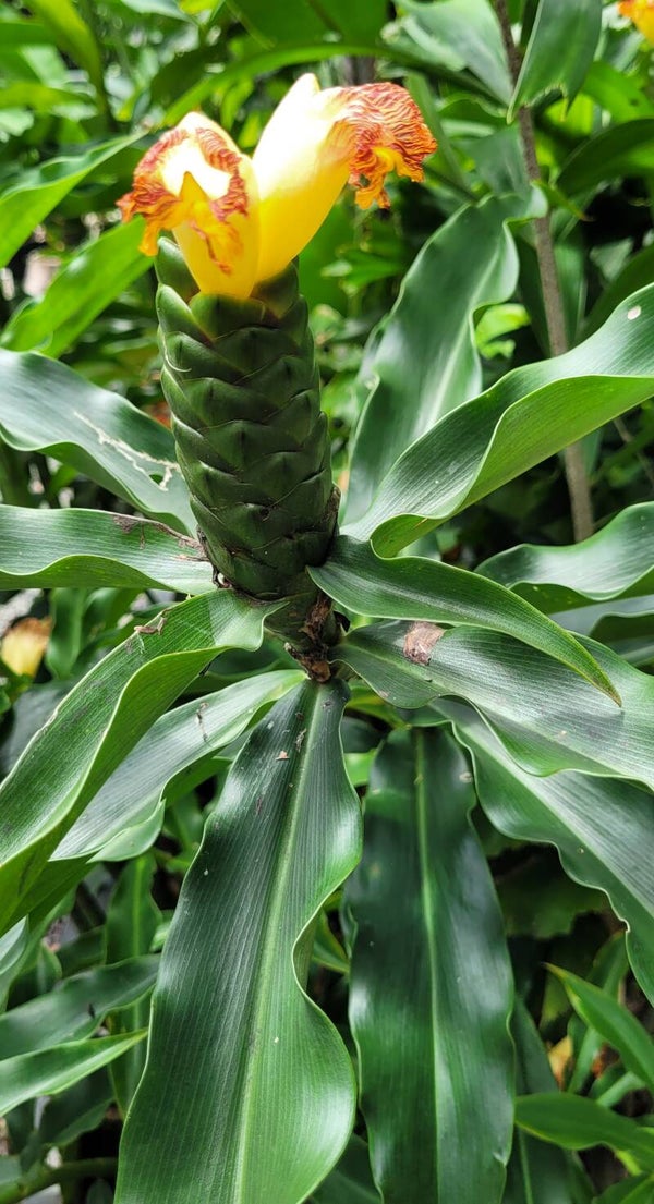 Genarda Ginger