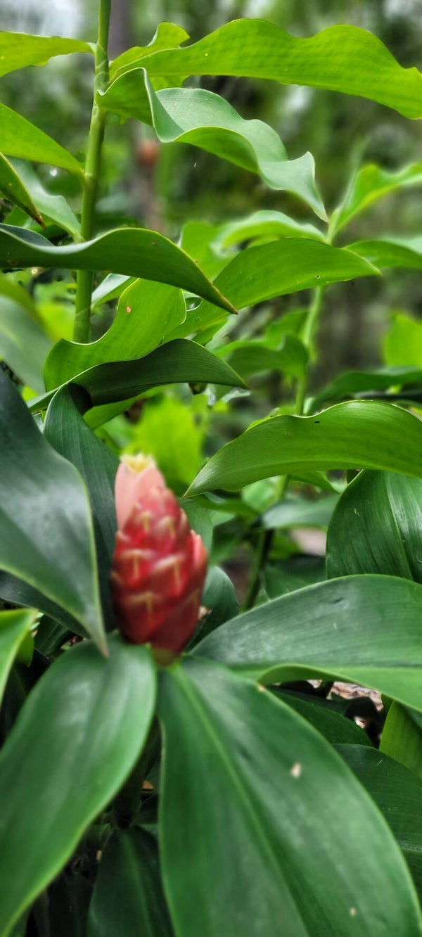 Ginger Red Indian Head
