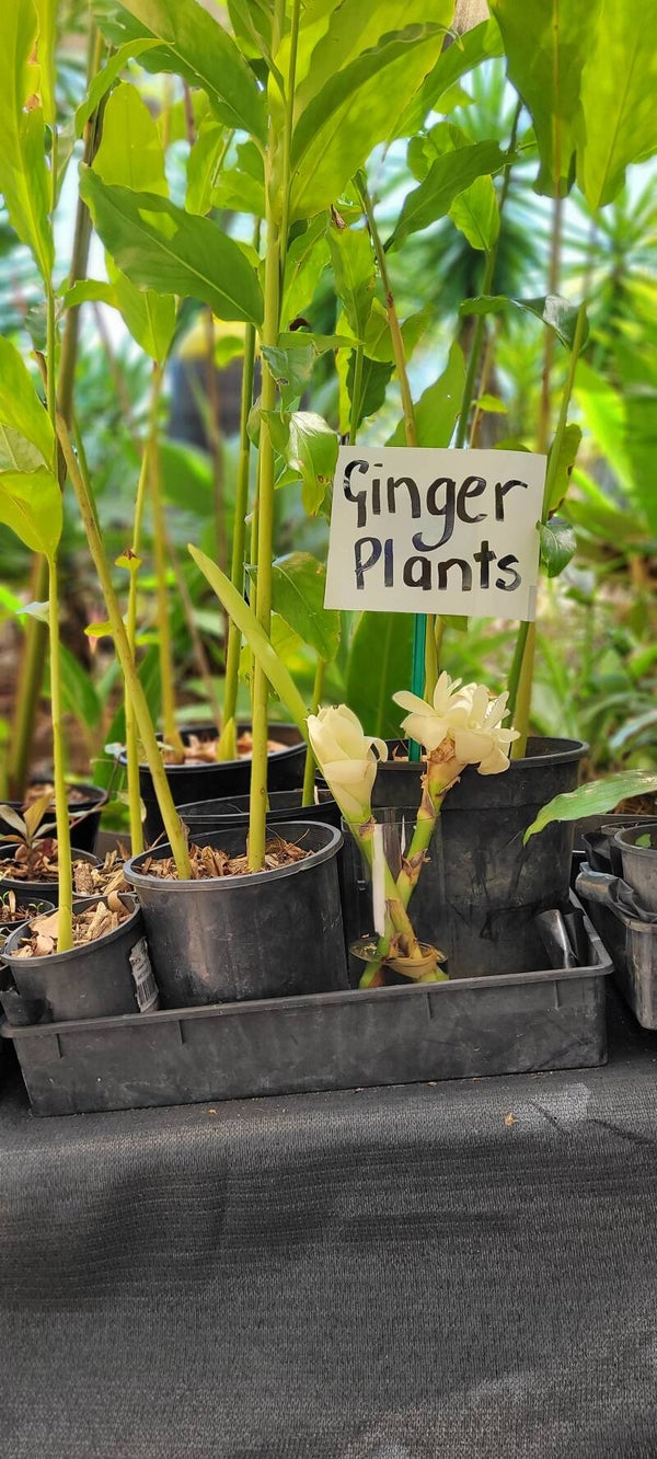 White Torch Ginger