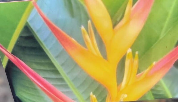 Heliconia Tropics Fluer
