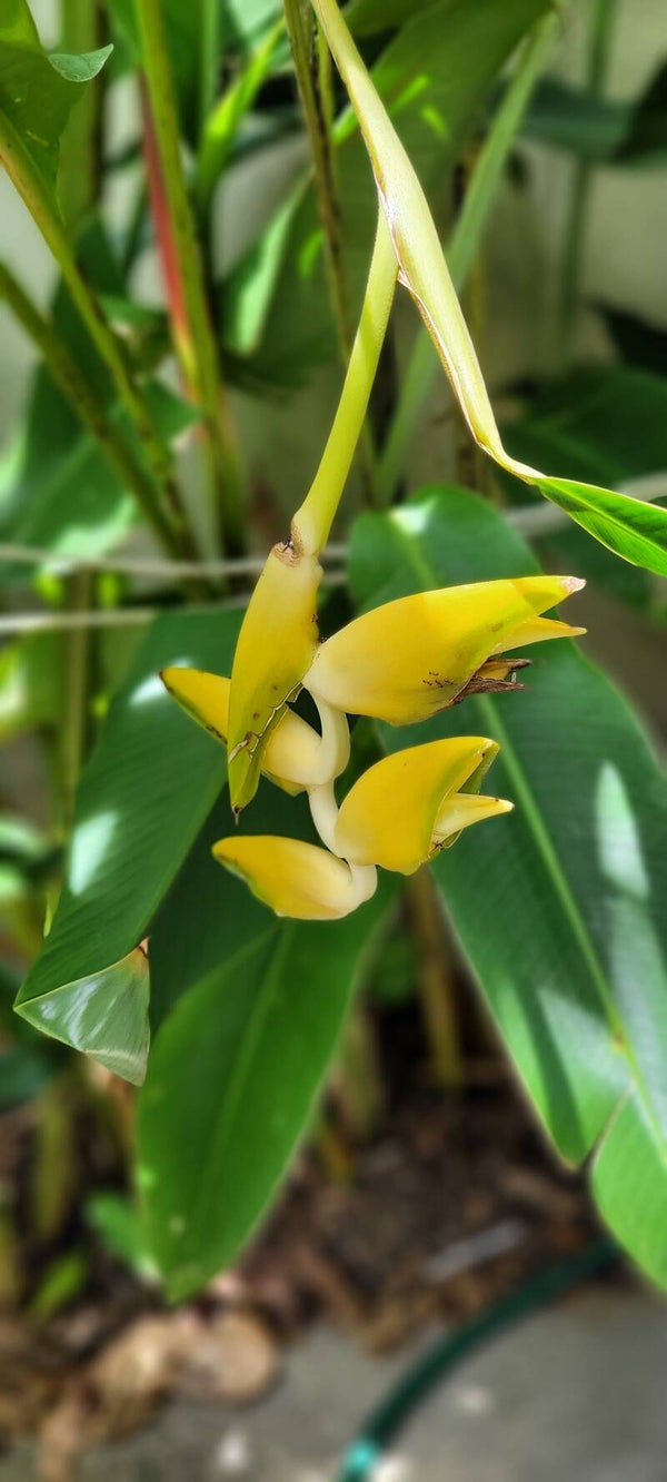 Parrots Beak Yellow