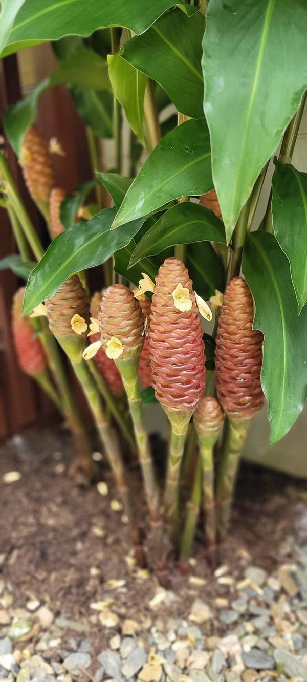 Shampoo Ginger