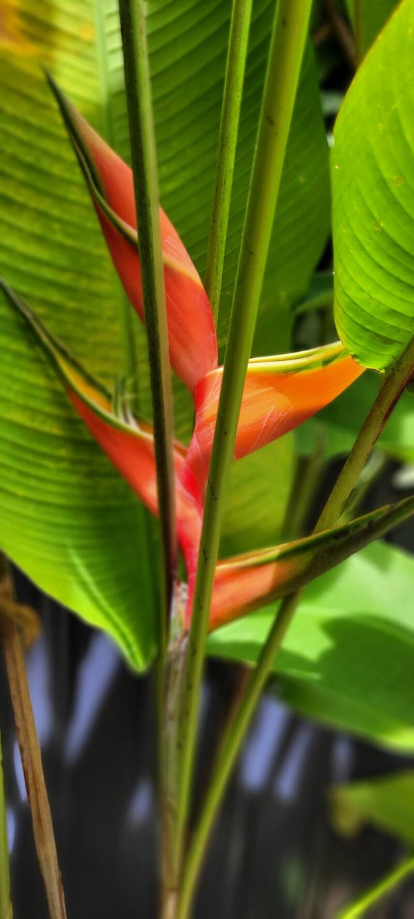 Heliconias Maya Blood