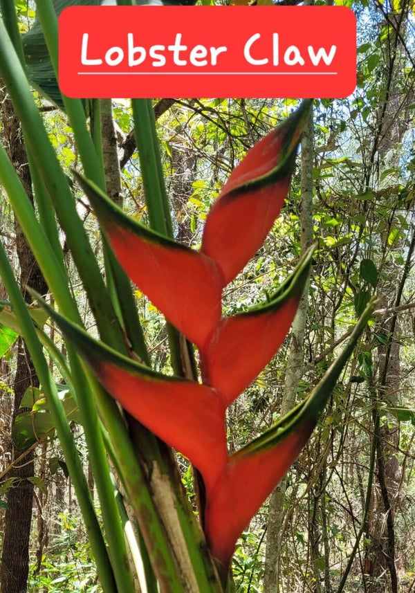 Lobster Claw Heliconia