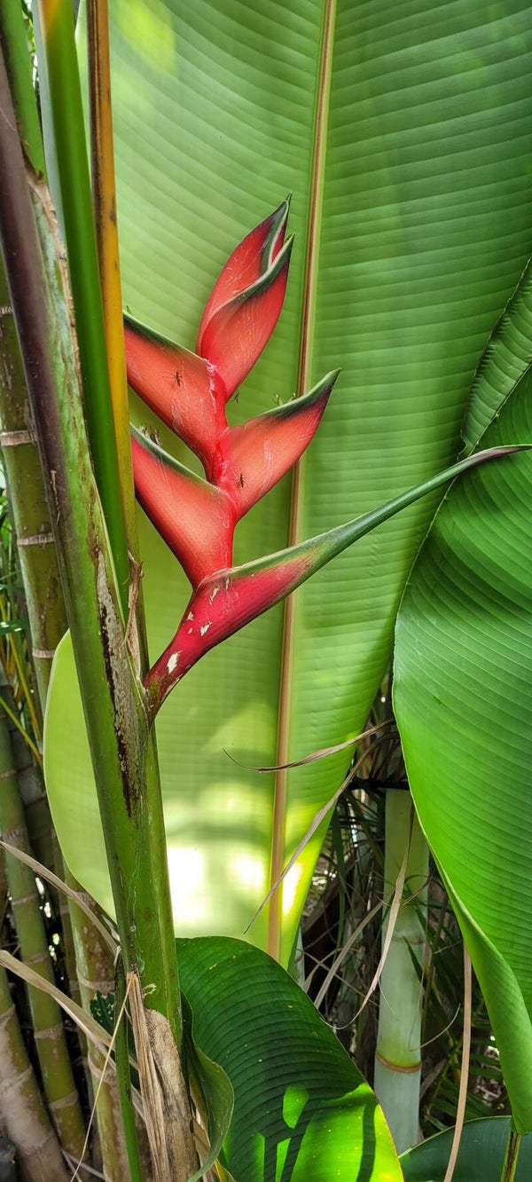 Heliconias Crab Claw