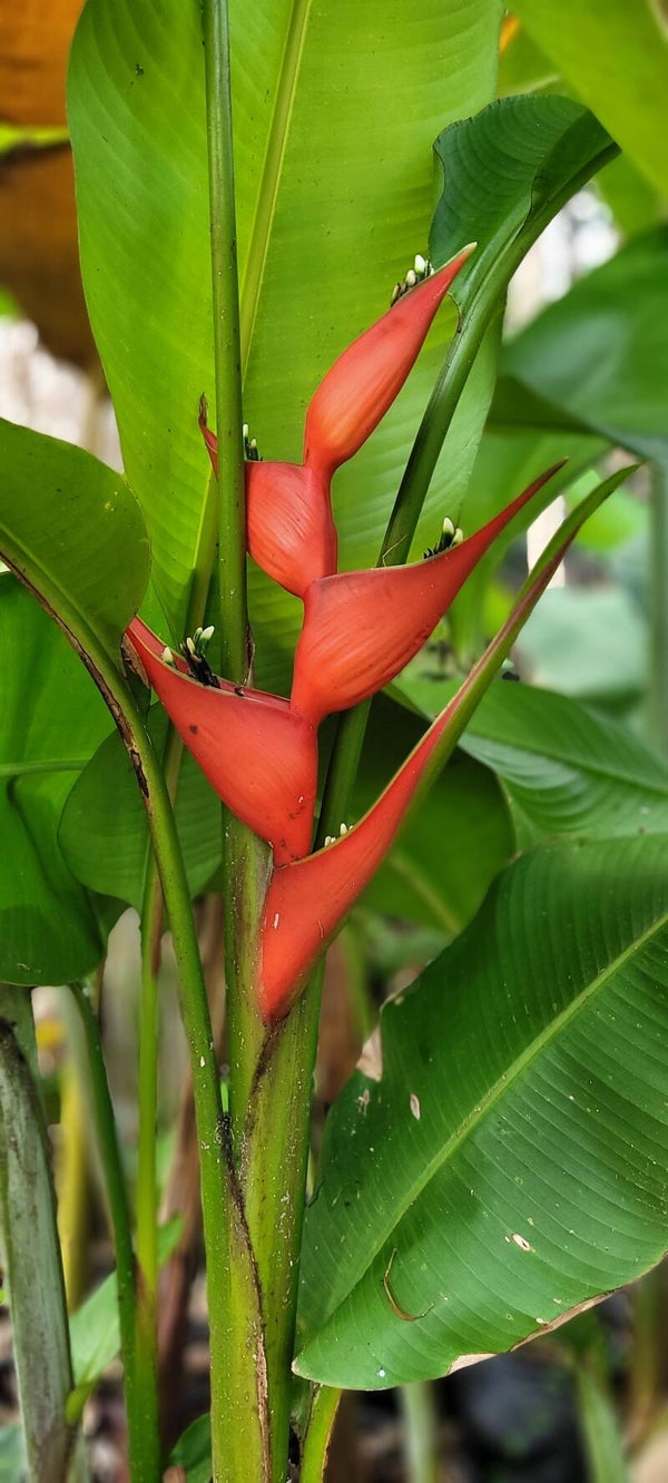 Dwarf Heliconia