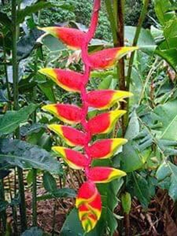 Heliconia Parrots Beak