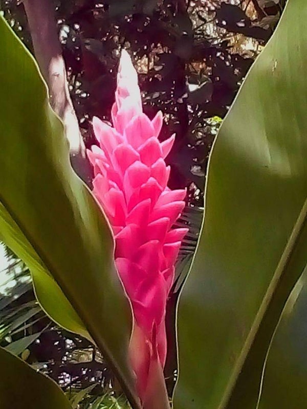"Tomi" Alpinia Gingers