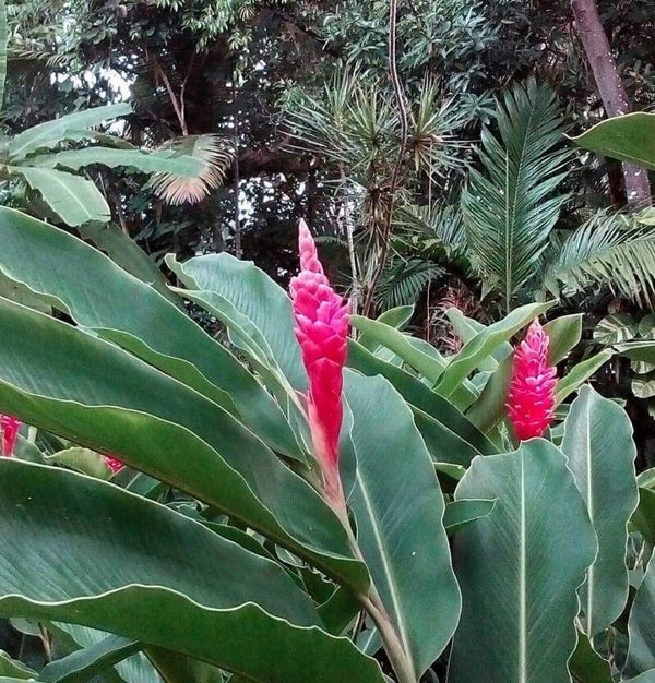 PINK Tomi- Alpinia Ginger